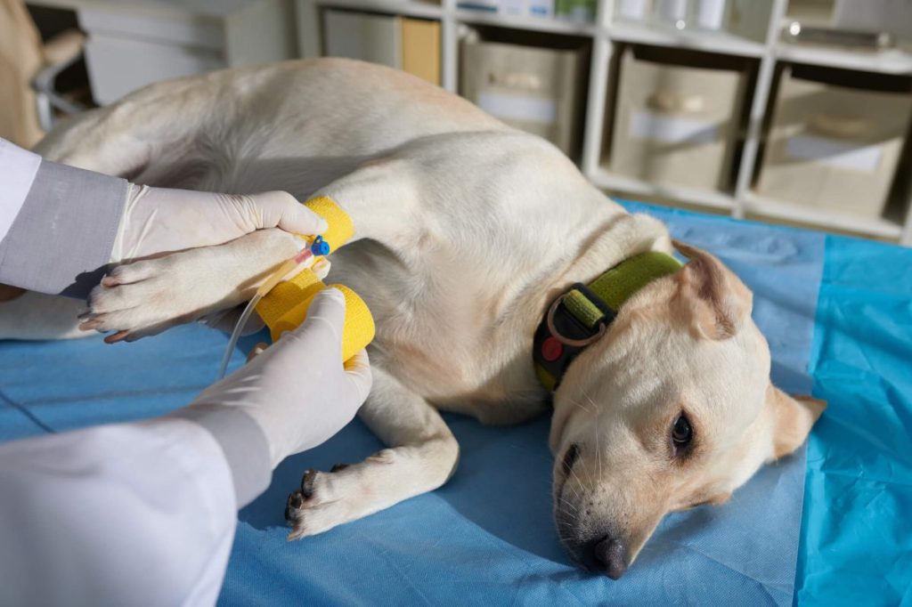 Vet fixing intravenous catheter on dog’s paw.