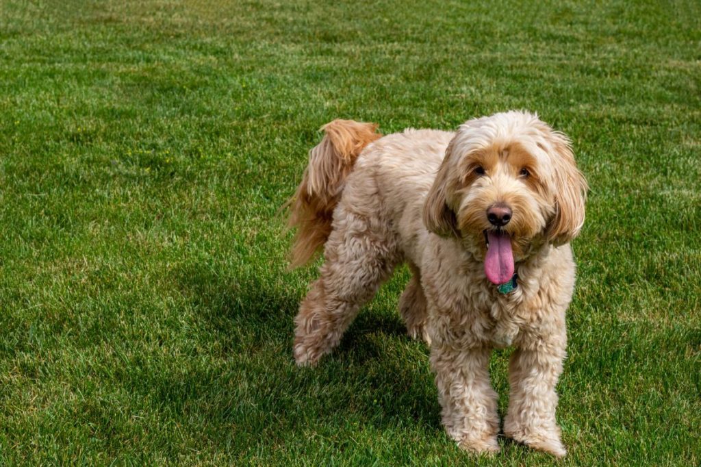 Mini Goldendoodle at the dog park — the variability in sizes being one of the pros of the breed.