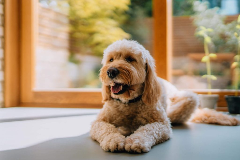 Goldendoodle dog enjoying a sunny afternoon at home.