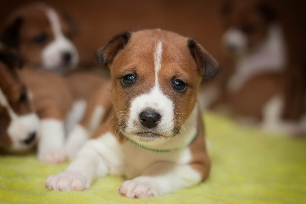 Cute Basenji puppy.