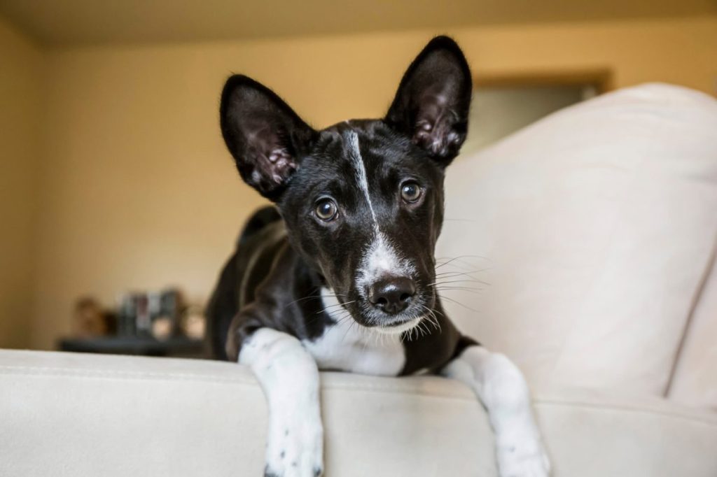 Black and white Basenji dog sitting on the couch.