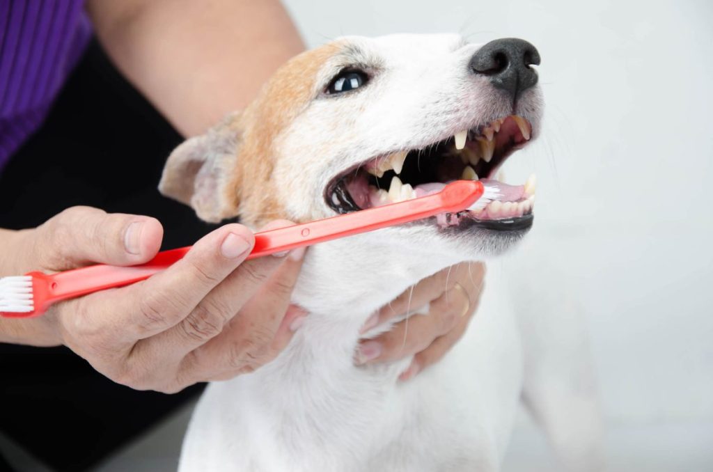 Pet parent brushing dog’s teeth with a double-ended toothbrush.