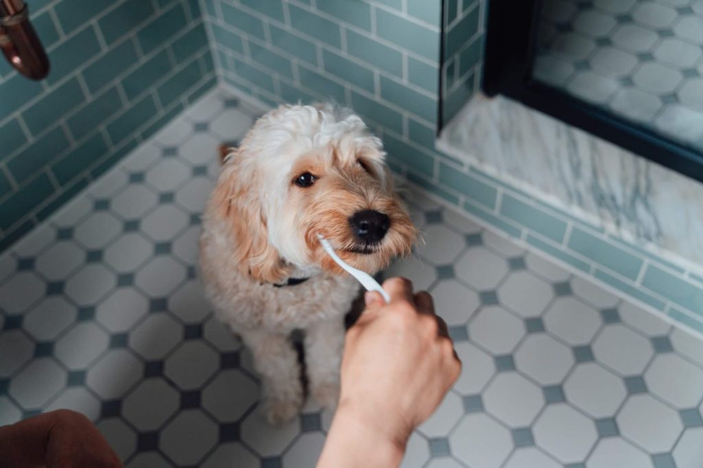 Man brushing dog’s teeth in the bathroom.