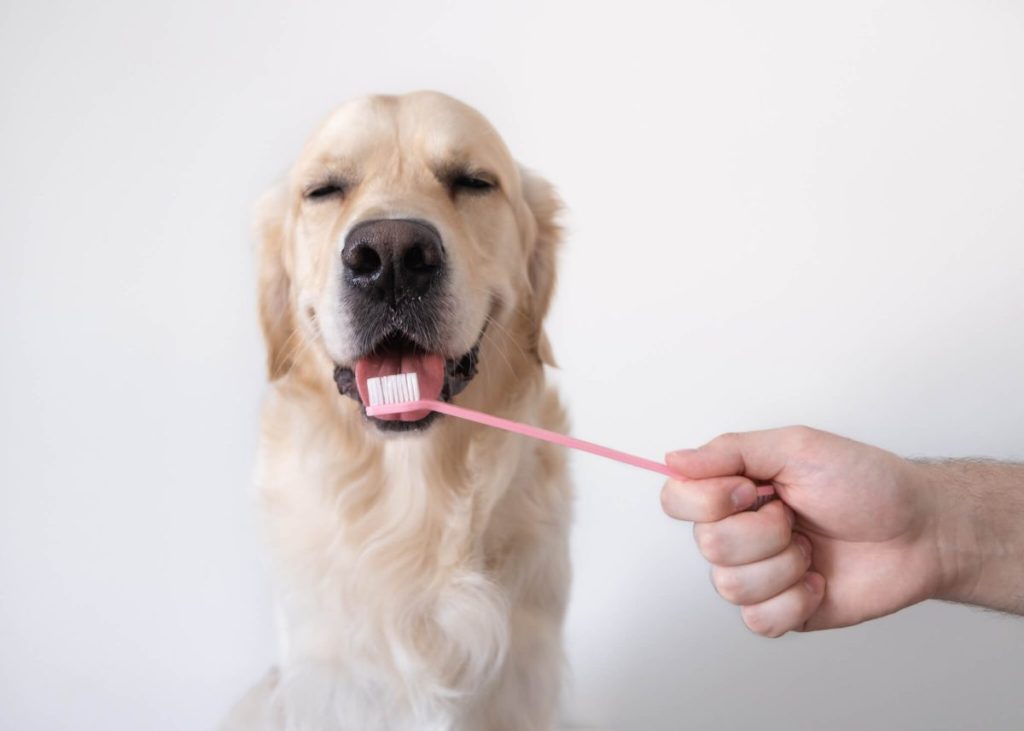 Dog licking toothbrush.