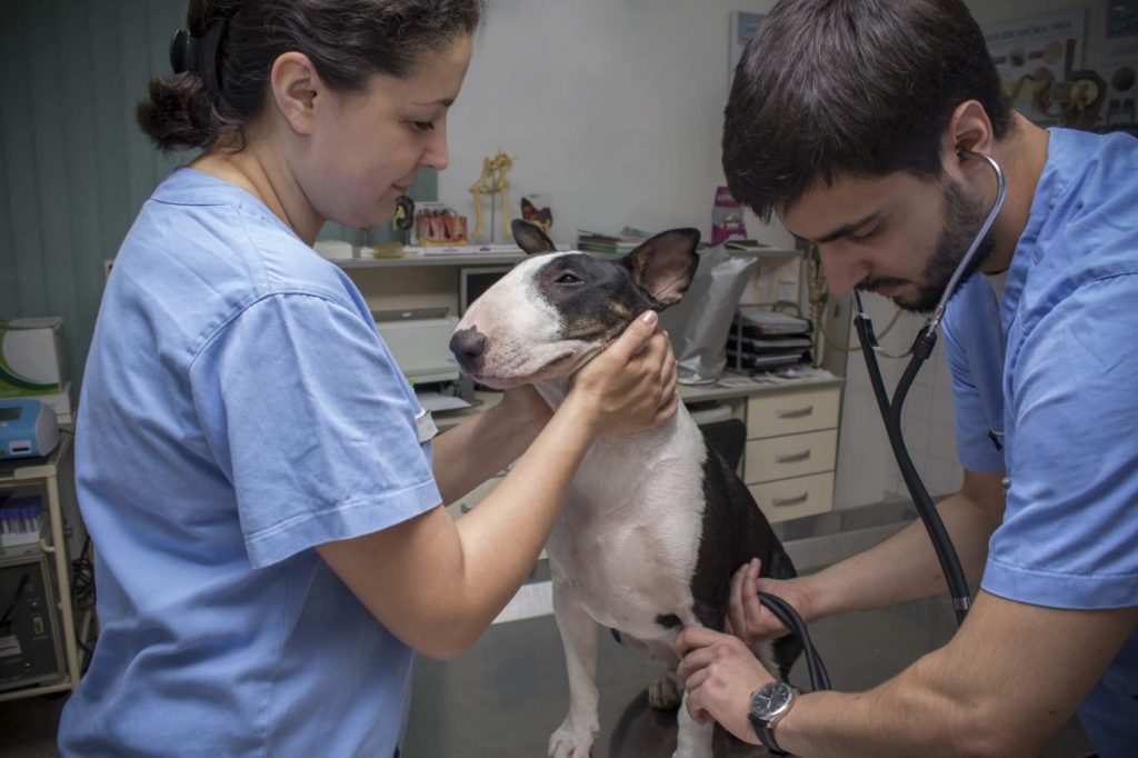 Young Bull Terrier with hereditary nephritis at the vet for a checkup.