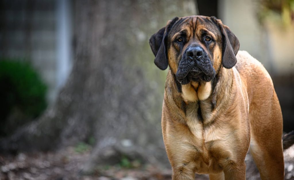 Mastiff as a guard dog — one of the pros of the breed.