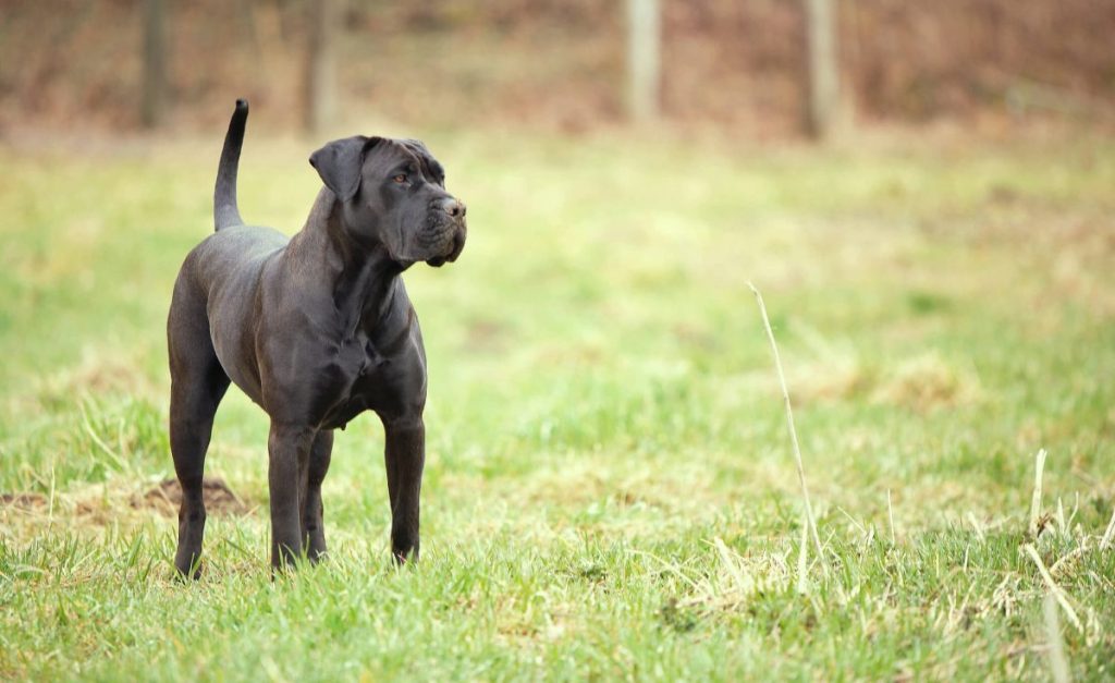 Black Mastiff standing in the grass.