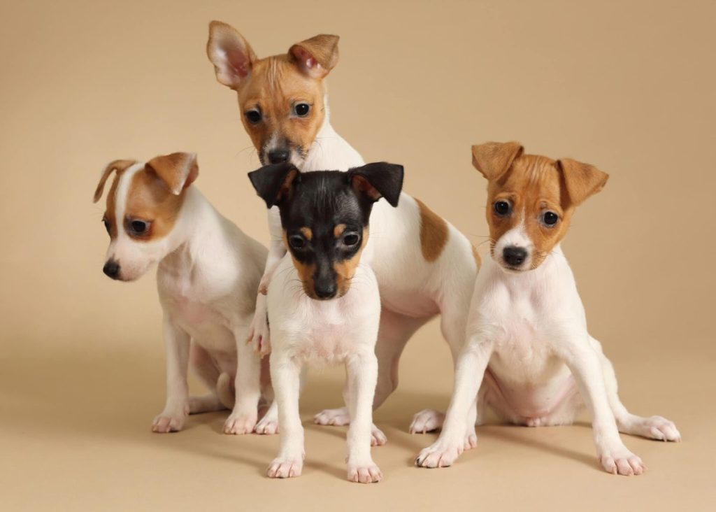 Four Toy Fox Terrier puppies.