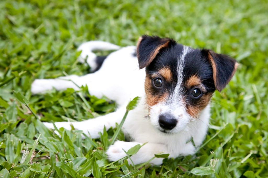 Fox Terrier puppy laying in grass outside.