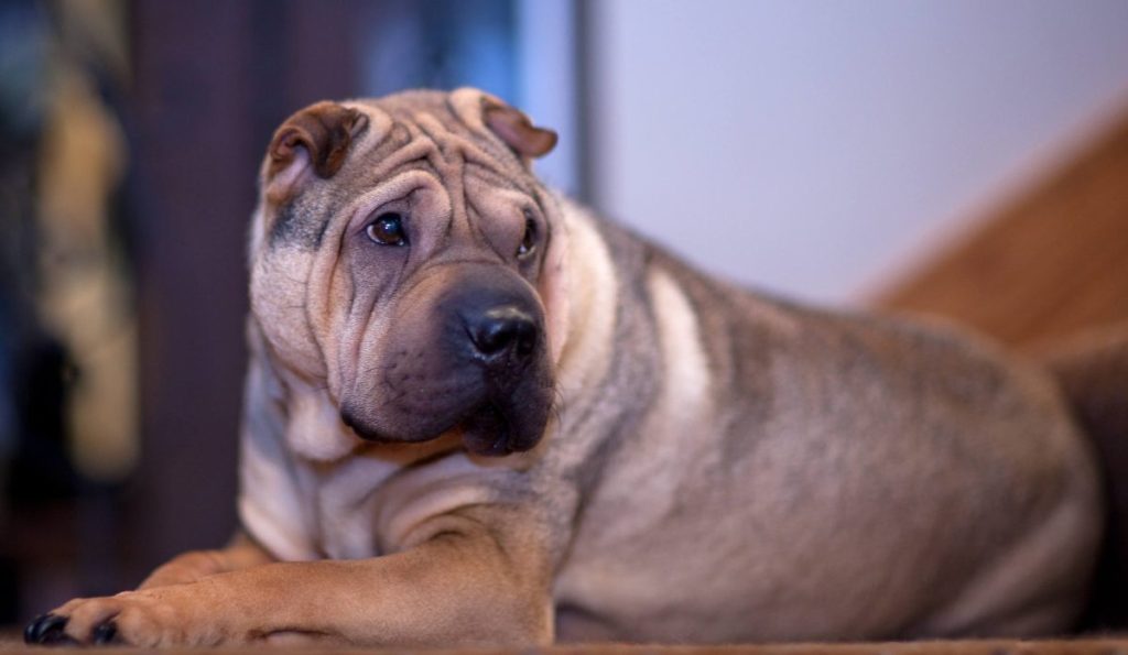 Chinese Shar-Pei — breed with excessive skin folds susceptible to intertrigo.