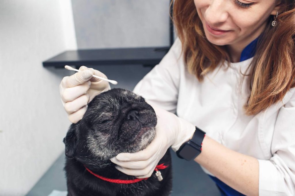 Vet cleaning dog’s face folds with a cotton swab to prevent skin fold dermatitis.