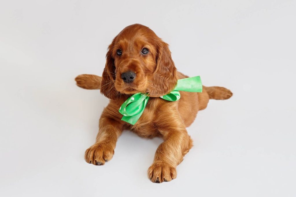 Irish Setter puppy of brown color on a white background.