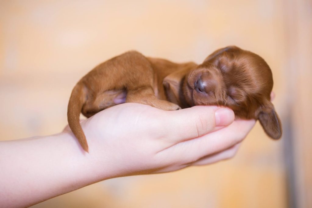 Human holding a newborn Irish Setter puppy in their palms.