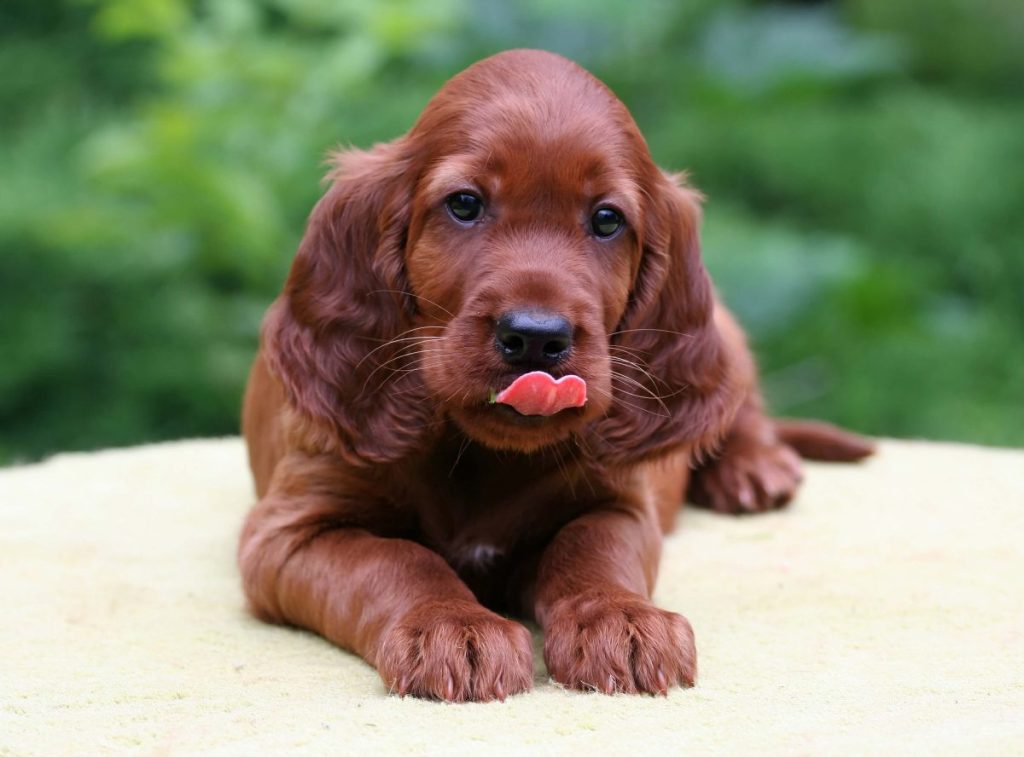 Irish Setter puppy licking his lips.