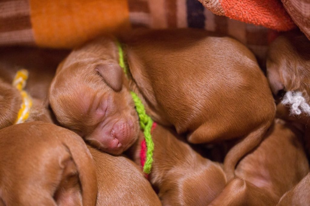 Picture of a newborn Irish Setter puppy.