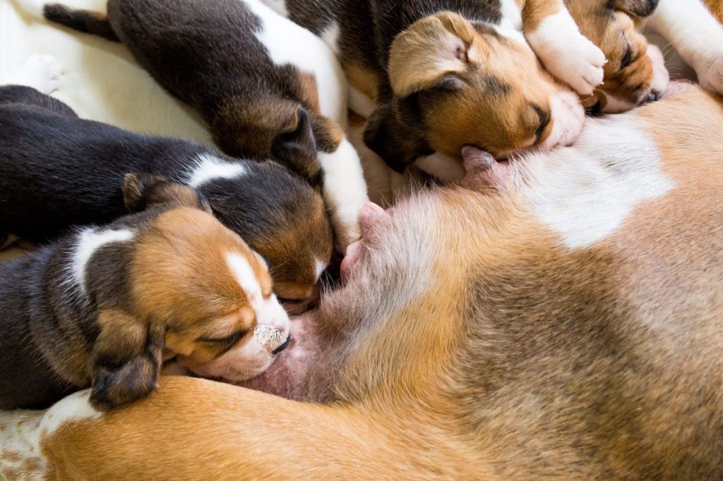 Puppies sucking on mother dog’s teats.