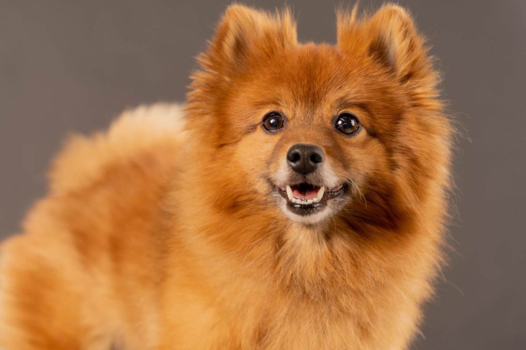 Pomeranian looking at the camera, smiling.