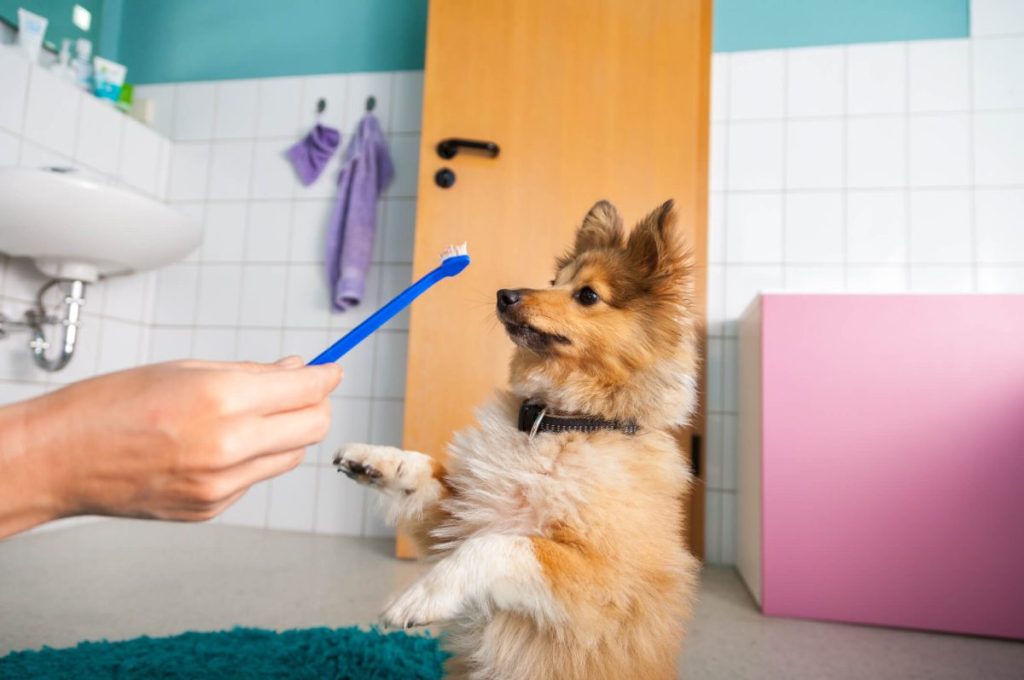 Shetland Sheepdog with owner holding a dog toothbrush.