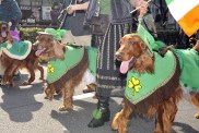 Members of Irish Setter Club and their dogs march during the St.Patrick's Day Parade in Tokyo on March 16, 2008. Some 2,000 people took part in the parade to commemorate the Irish patron saint. AFP PHOTO / Yoshikazu TSUNO