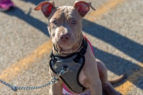 Blonde pit bull puppy with erect ears and looking at the camera