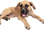 Staffordshire Bull Terrier x Bullmastiff Puppy looking at the camera on a white background