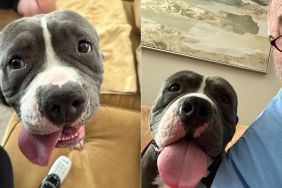 Pit bull killed