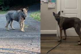 German Shepherd Transformation