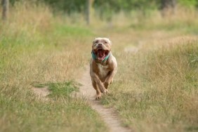 An XL Bully running in a dry field with mouth open, XL Bully ban in Northern Ireland has been announced