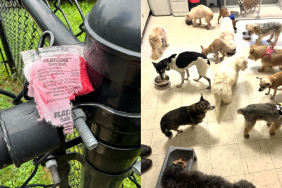 sernior dog rescue in Rhode Island rat poison