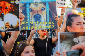 Turkish stray dog law protests