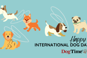 International Dog Day 2024