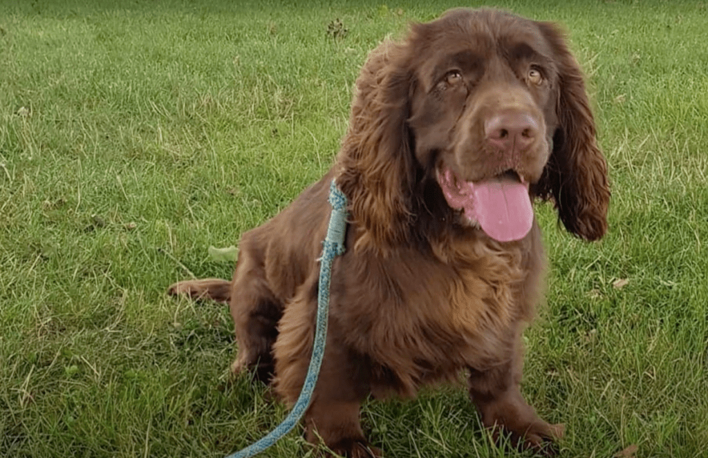 happy sussex spaniel sitting