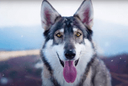 Northern inuit dog surrounded by snow