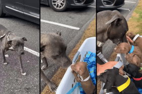 Mother Pit Bull reunites with her five Pit Bull puppies