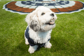 Hank the Dog, who was rescued by the Milwaukee Brewers when he wandered into their spring training facility before the start of the 2014 season is seen on the field at Miller Park on Sunday, March 30, 2014 in Milwaukee, Wisconsin.